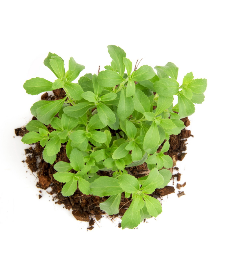 Onstevia, αγαύη ή Σιρόπι σφενδάμου; Τι πρέπει να γνωρίζετε!!!