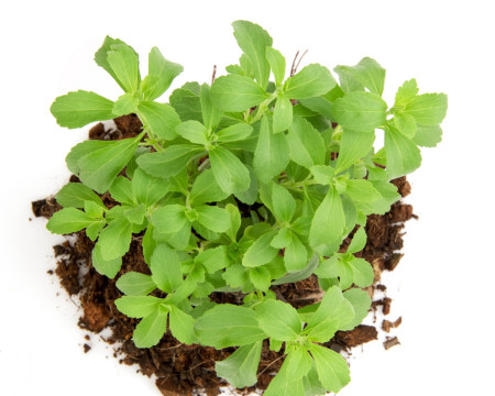 Onstevia, αγαύη ή Σιρόπι σφενδάμου; Τι πρέπει να γνωρίζετε!!!